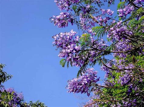 Buy Jacaranda Tree Seeds 100pcs Seeds Jacaranda Mimosifolia Blue Purple