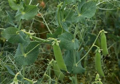 R Ussir La Culture Des Petits Pois Promesse De Fleurs