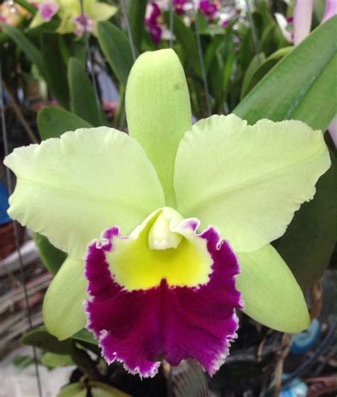 Pin Em Orchids Orqu Deas Flores Orquideas Orqu Deas Brancas