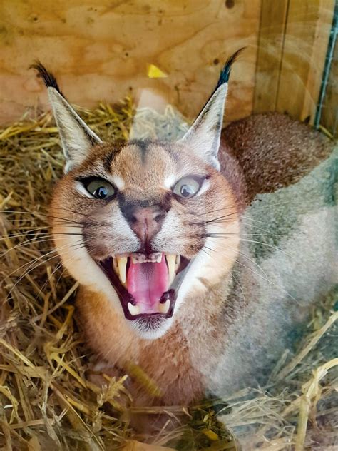 First Arabian Caracal Sighting In Abu Dhabi In 35 Years Animal