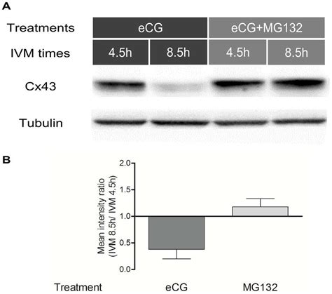 Regulation Of Cx Protein By The Proteasome In Coc During Ivm A