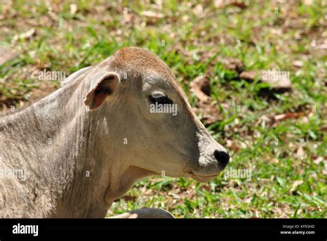 Brazilian Young Cow Stock Photo Alamy