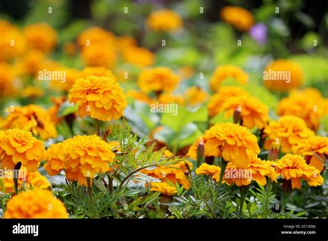 African Marigolds Hi Res Stock Photography And Images Alamy