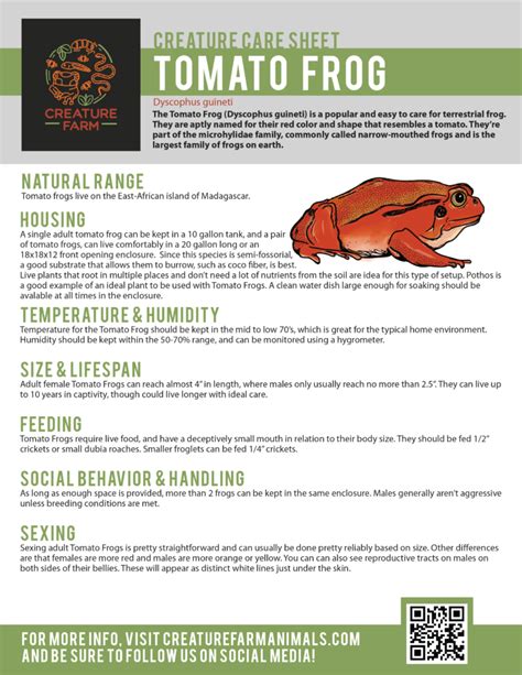 Tomato Frog Care Creature Farm