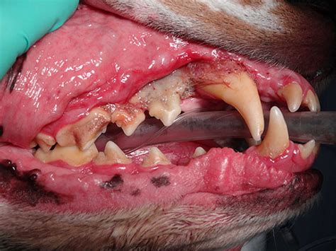 How Is Oral Cancer Treated In Dogs