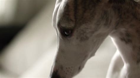 dog breed greyhound whippet closeup details Stock Footage Video (100% ...