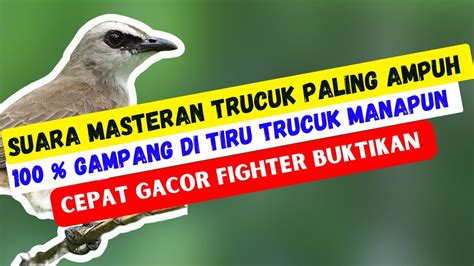 Pasti Ditiru Suara Pancingan Trucukan Paling Akrab Didengar Trucukan