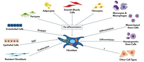 Fibroblast Cell Markers | Research Areas: Novus Biologicals