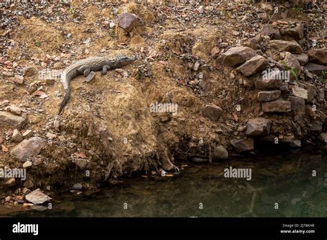 Marsh Crocodile Or Mugger Crocodile Or Broad Snouted Crocodile Basking