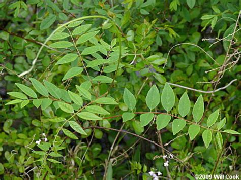 Wisteria Frutescens American Wisteria Go Botany