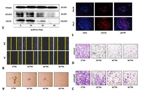 Inhibition Of Cd133 Cal72 Showed Dose Dependent Effects On Cell