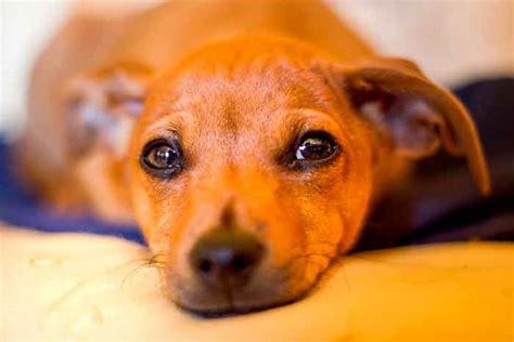 Gastrite Em Cães Causas Sintomas E Tratamento
