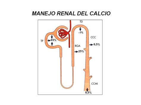 Elblogdefisio Clase De Manejo Renal De Calcio Y F Sforo