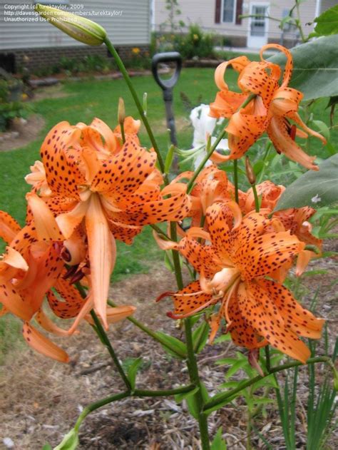 Plantfiles Pictures Double Tiger Lily Flore Pleno Lilium