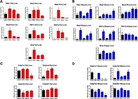 Liver Mrna Expression Of Drug Transporters In Rodent Nash Mrna