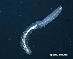 Bioluminescence rouge chez un siphonophore des grands fonds - La France au Royaume-Uni