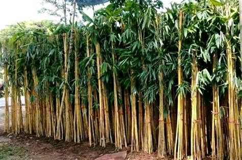 Bambu Kuning Penangkal Ilmu Hitam Owen Edmunds