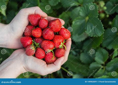 Womenand X27s Hands Hold A Handful Of Fresh Strawberries Stock Image