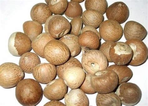 400 Grams Areca Nuts Betel Nut Fresh Oraganic Nuts Betal Nut Mouth