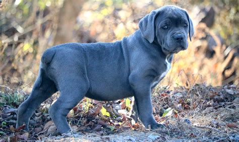 Cane Corso Wallpapers Top Free Cane Corso Backgrounds Wallpaperaccess