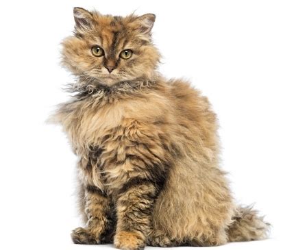 Selkirk Rex Cat Breed Description | GoKitty