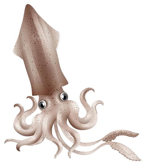 Squid Squid Closeup Wild Vector Squid Closeup Wild Png And Vector