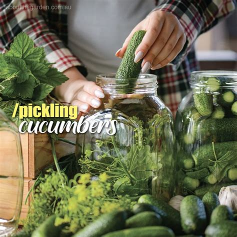 Pickling cucumbers – About The Garden Magazine