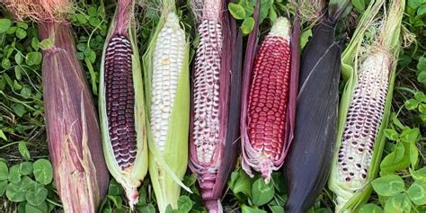 Organic Double Red Sweet Corn Fruition Seeds