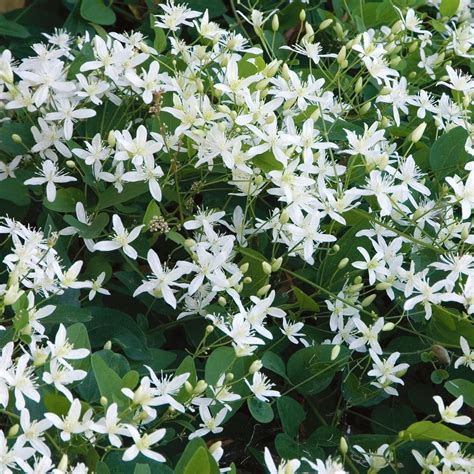 Clematis Paniculata White Flower Farm