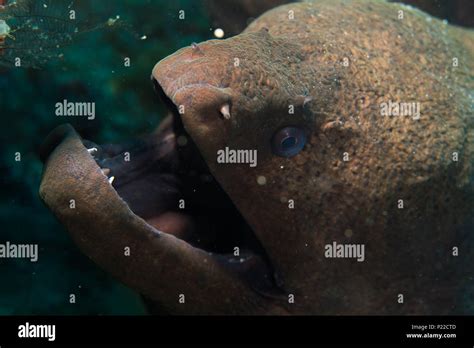 Moray Eel Teeth / Saw-tooth Moray Eel | Portrait of a Saw-tooth Moray Eel (Gym… | Flickr ...