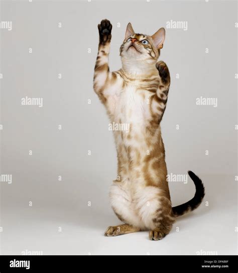 Cat Standing On Hind Legs Hi Res Stock Photography And Images Alamy