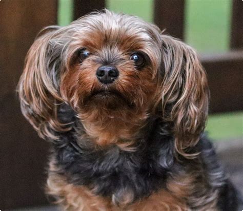 Yorkipoo Insurance Get A Quote Manypets