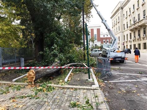 Vento Forte A Pescara Albero Si Abbatte Su Auto Donna Finisce In