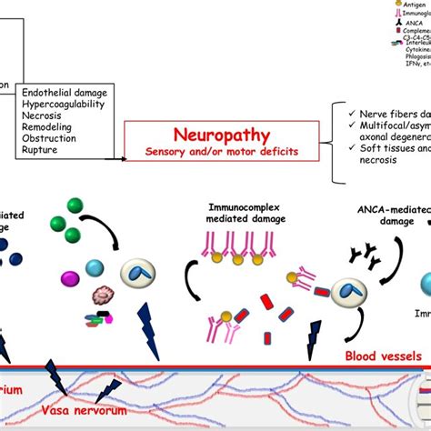 Pdf Central And Peripheral Nervous System Complications Of Vasculitis Syndromes From Pathology