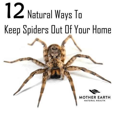 Keep Spiders At Bay The Natural Way Get Rid Of Spiders Spiders Repellent Natural Spider