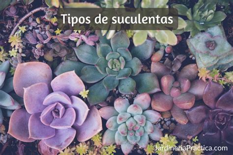 Tipos De Suculentas Jardiner A Practica