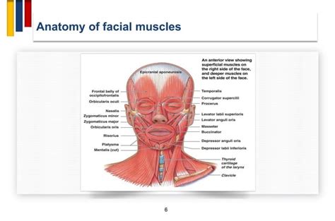 Hemifacial Spasm Ppt