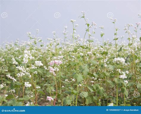 Beautiful Scenery Of Buckwheat Field Showing White Buckwheat Flowers In