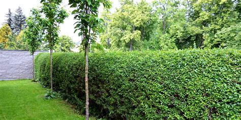 Great Shrubs For Privacy And Shade Platt Hill Nursery Blog And Advice