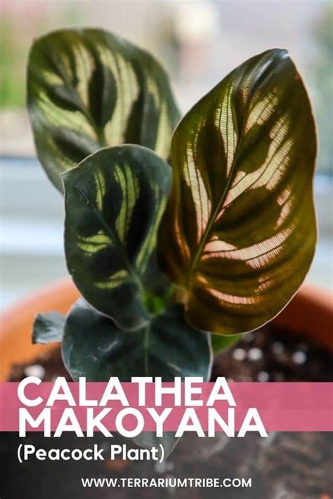 Calathea Makoyana How To Grow The Stunning Peacock Plant