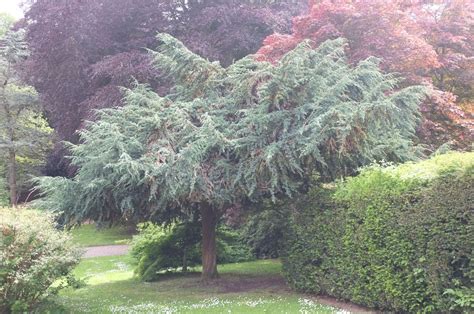 Juniperus squamata - Trees and Shrubs Online