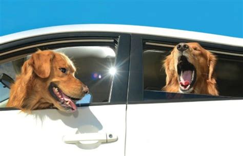 S Rie Fotogr Fica Mostra Cachorros Na Janela Do Carro