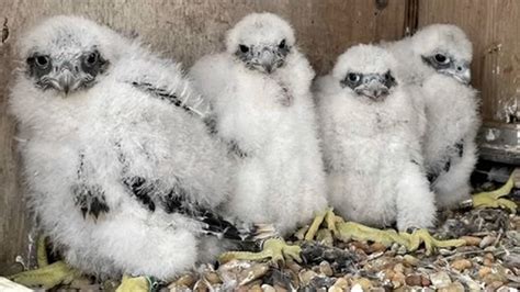 Falcon Chicks Names Contest Underway To Name Four Baby Chicks Recently