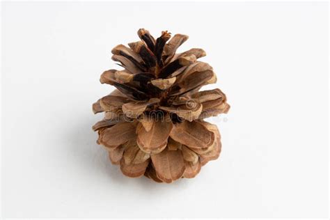 Dry Open Pine Cone Isolated On A White Background Stock Image Image