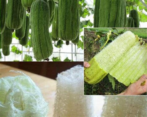 Cómo cultivar Luffa y convertirlas en esponjas Trucos Abuela