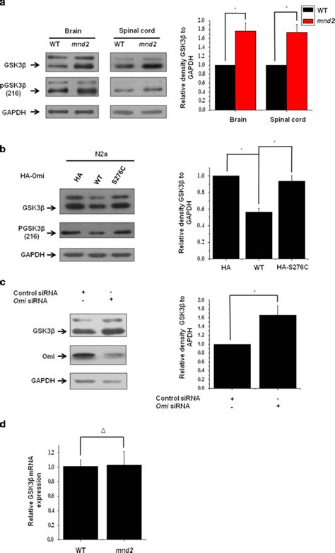 Omi Represses Gsk3β Expression A Western Blotting Analysis Was