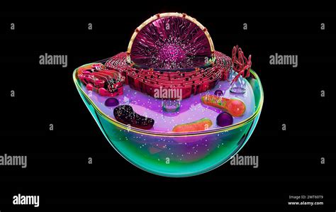 Illustration of the structure of an animal cell. The cell nucleus is the large sectioned sphere ...