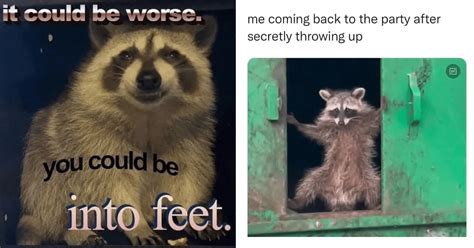 Excellent Raccoon Meme