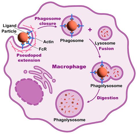 Phagocytosis Introduction And Mechanisms Microbiology Notes Off