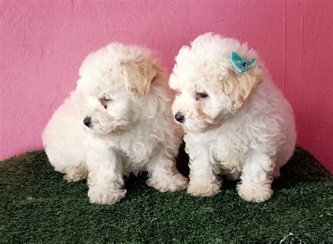 French Poodle Minitoy Cachorros De Colombia